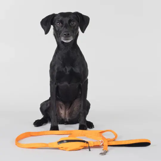 Reflekterande Hundkoppel, orange – S | Kundernas favorit