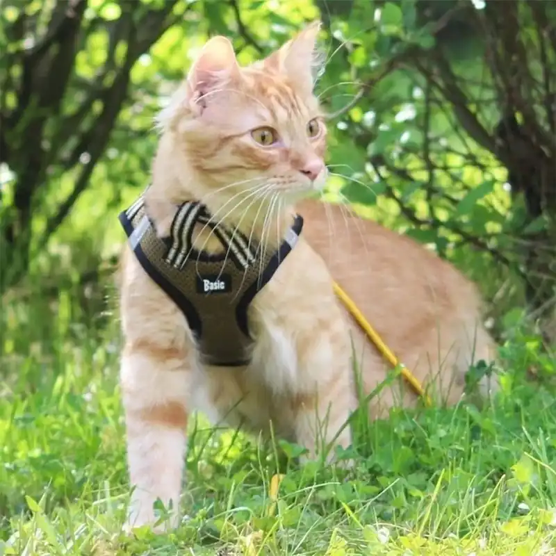 Basic Cat Sporty Kattsele Grön - Extra rabatt