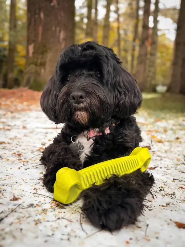 Fiboone Dentalben för Hund – Gul / S - Premium