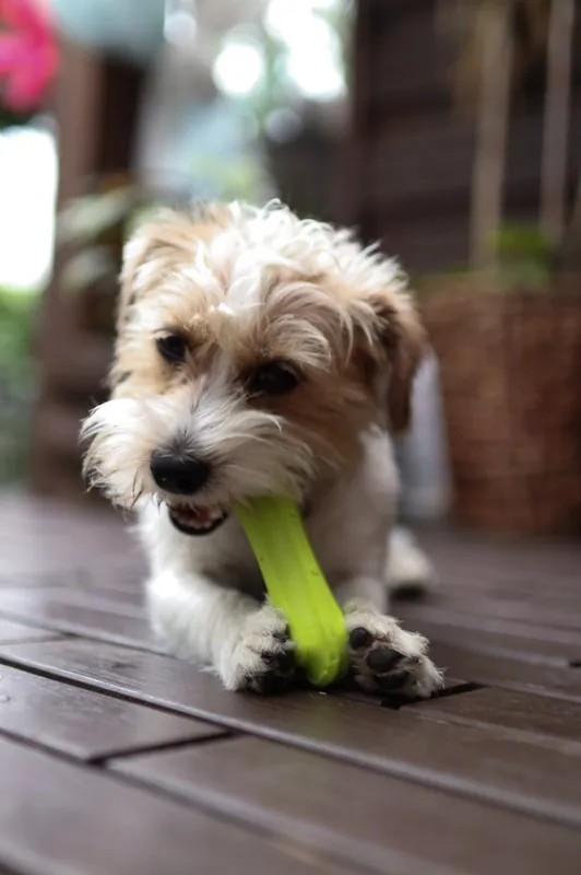 Favorit hos kunderna - Leksaksben Hund – Large Grön