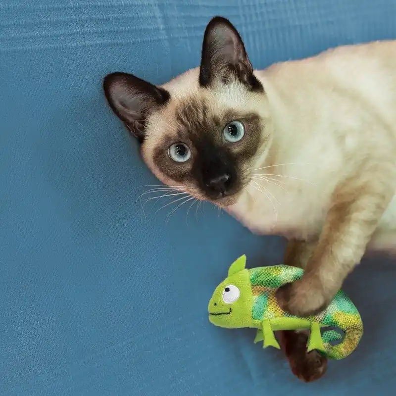 KONG Cat Refillables Kameleon med Kattemynte | Gratis retur