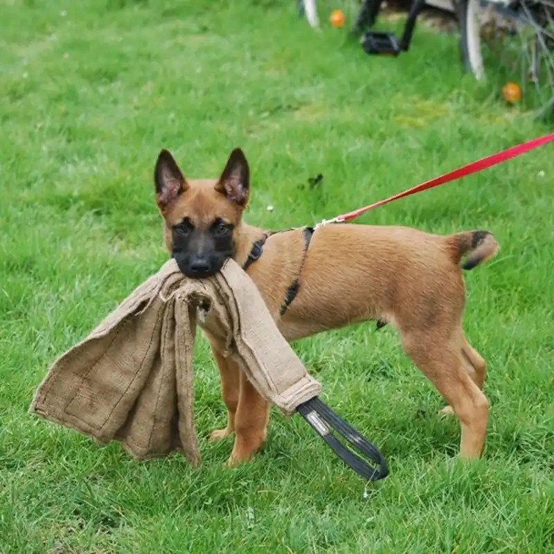 Skynda dig - Dingo Gear Kamptrasa i Jute 65 cm