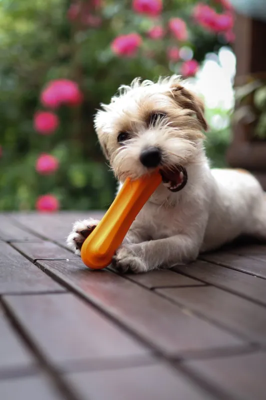 Leksaksben Hund – Large Orange - Populär