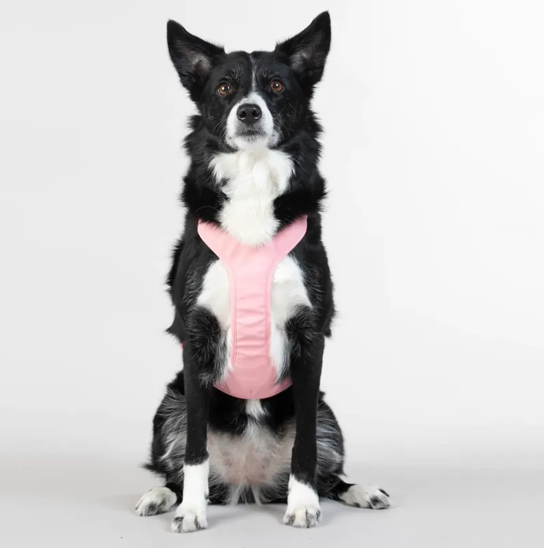 Rea - Reflekterande Hundsele, rosa – XS
