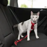Trixie bilsele för katter - Röd | Hög kvalitet