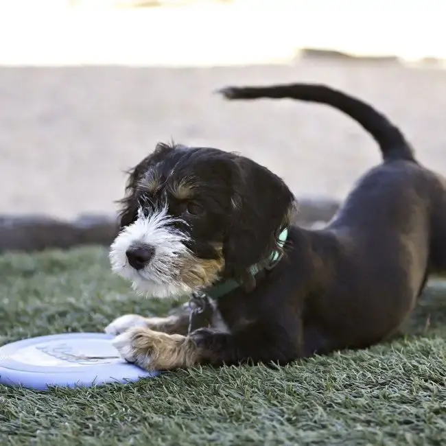 Kong Puppy Flyers S Ø18cm | Efterfrågad