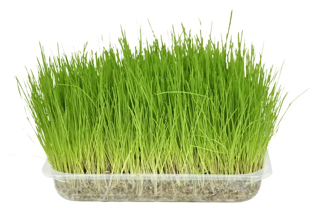 Kattgräs - Erbjudandet går snart ut