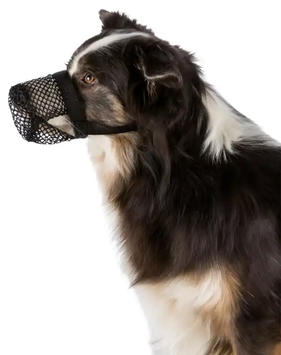 Munkorg mot förgiftning för hund - Medium-Large - I lager