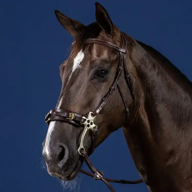 Favorit | Träns för Hackamore – US Jumping Collection