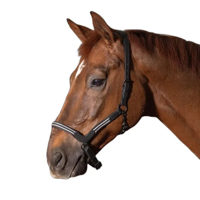 Lädergrimma för häst Harry’s Horse Flash | Premium